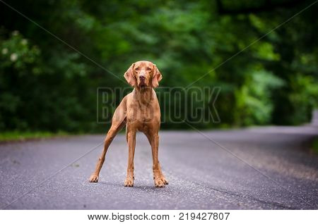 Portrait of hungarian vizsla hunter dogin spring