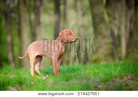 Ten week old puppy of vizsla dog in the forrest in spring time