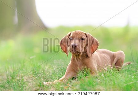 Ten week old puppy of vizsla dog in the forrest in spring time