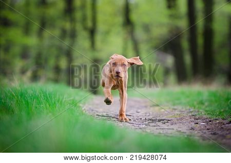 Ten week old puppy of vizsla dog in the forrest in spring time