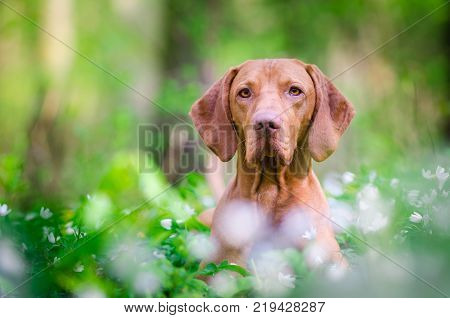 Hungarian pointer hound dog in the forrest