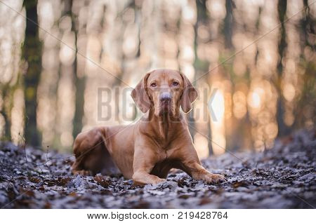 Portrait of hungarian vizsla hunter dog in spring