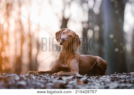 Portrait of hungarian vizsla hunter dog in spring
