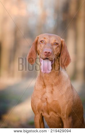 Hungarian hound pinter dog in the spring forrest