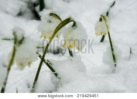 Just Appeared White Spring Flower Lavishly Covered With Fluffy Snow After Weather Phenomena - Snowfa
