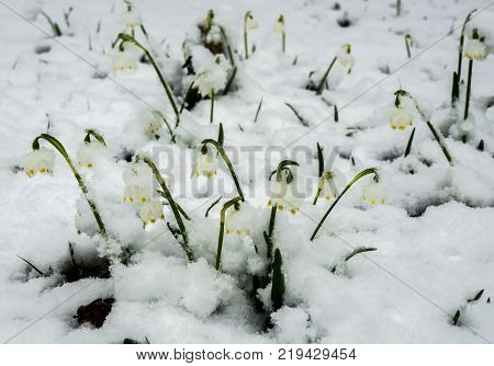 Just Appeared White Spring Flower Lavishly Covered With Fluffy Snow After Weather Phenomena - Snowfa