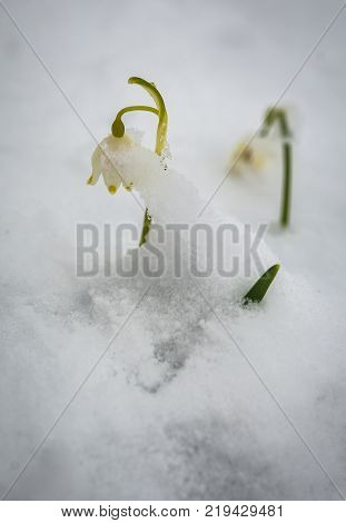 Just Appeared White Spring Flower Lavishly Covered With Fluffy Snow After Weather Phenomena - Snowfa