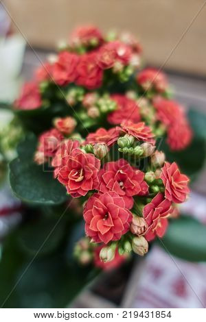 red begonia flower in spring in the garden