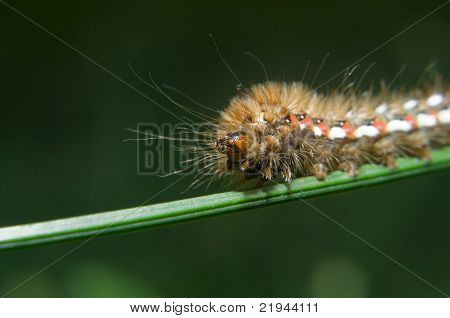 Lagarta de Acronicta rumicis (nó Gras)