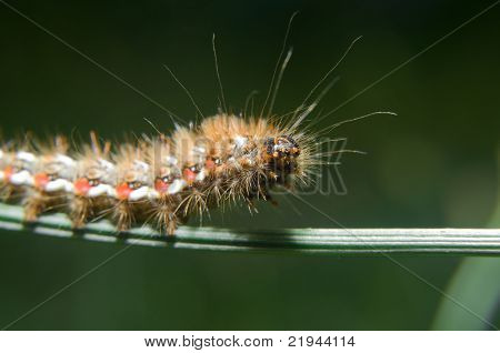 Lagarta de Acronicta rumicis (nó Gras)