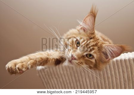 Maine Coon Kitten Slipping on scratching post