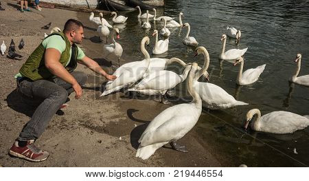 Image Of White Swans In Port Of Baltiysk, Kaliningrad Region