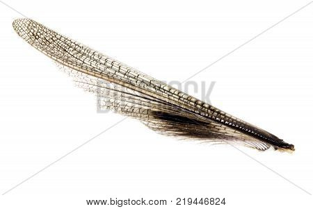 wing grasshopper on a white background . Photos in the studio