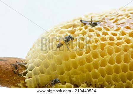 Nest Of Apis Florea