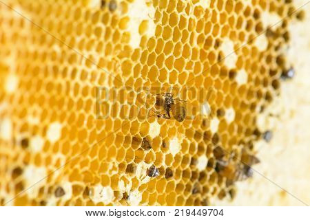 Nest Of Apis Florea