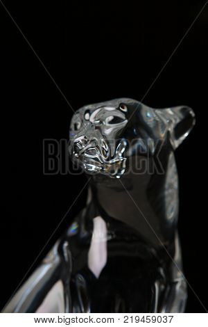 Glasses Colours Textured Cheetah studio light black background