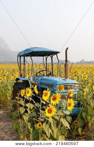 old blue tractor in sunflowers field and mountain on background