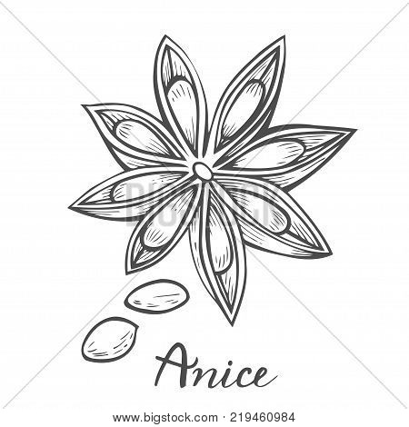 Hand drawn Anise star flower seed plant . Sketch illustration. Spicy herbs. Star anise Doodle design cooking ingredient for food, dessert. Seasoning spice herb. isolated on white.