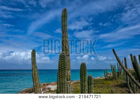 Travel photography - tropical vegetation with cactus in a caribbean island (Cubagua island, Venezuela).