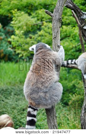 Søde Lemur