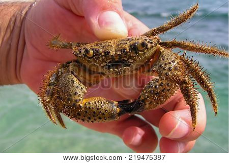Animal world / Sea creatures / Crab in hands