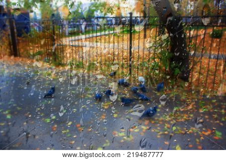 Autumn street on a rainy day view through wet glass