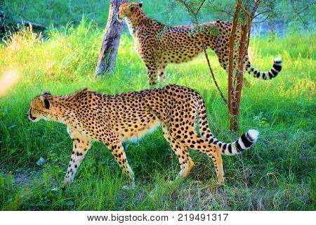 December 18, 2017 in Palm Desert, CA:  Cheetahs roaming grasslands taken at the Living Desert Zoo in Palm Desert, CA where people can see upfront exotic animals and plants native to the world's grasslands and desert regions