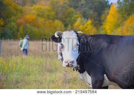 a black cow with a white head in the field in the fall