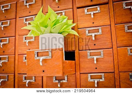 Tree on Open wooden cabinet boxes in Library or Filing archive reference card catalog. Knowledge base and education concept; Selective focus; Tree on Open wooden cabinet boxes in Library or Filing archive r;