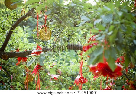 Asian Gold Coin Hanging in a Tree with Red Ribbon