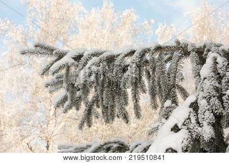 Christmas fir. Green branches against the background of snow-covered birches. landscape winter. branches from needles