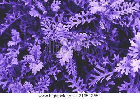 Abstract Ultraviolet Grass Background Close Up Of Small Bush Painted In Ultra Violet Colo