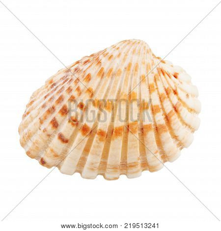 Closeup Scallop Seashell isolated on a white background