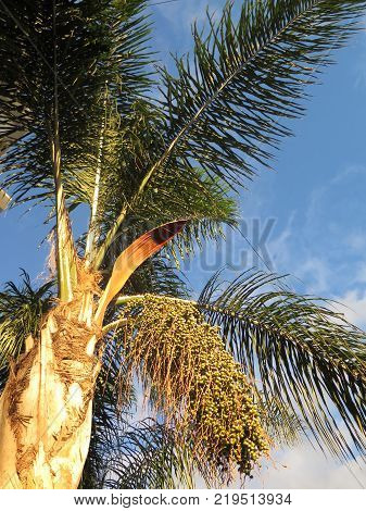 Fruit Seed Pod Over Ripening Fruit