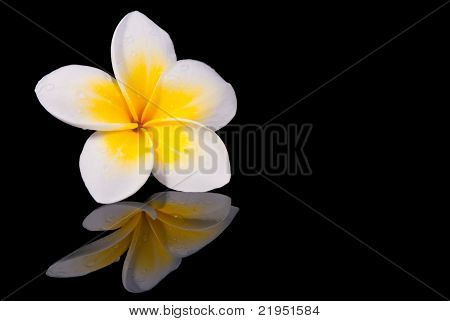 Leelawadee virág- és a Reflecio