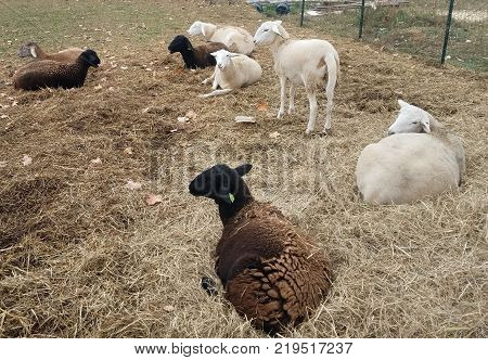 Flock of Katahdin ewe lambs standing and laying on bed of hay
