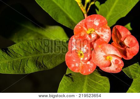 flowers flower red pretty beautiful natural crown thorns white nature green