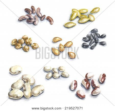 Hand drawn raw food illustration. Watercolor set of pumpkin seeds legumes and sunflower seeds.