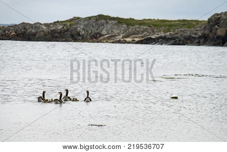 Goose familys travelling on the Atlantic sea