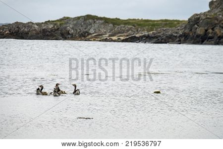 Goose familys travelling on the Atlantic sea