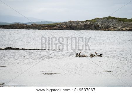 Goose familys travelling on the Atlantic sea