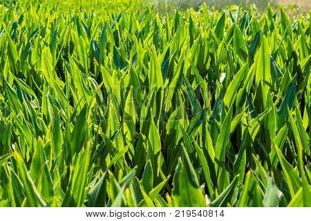 Amazing Juicy Green Leaves In The Tropics