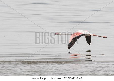 Adult greater flamingo flying over the mudflats at Walvis Bay Lagoon, Namibia