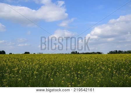 Rapeseed field. Yellow rape flowers, field landscape. Blue sky and rape on the field