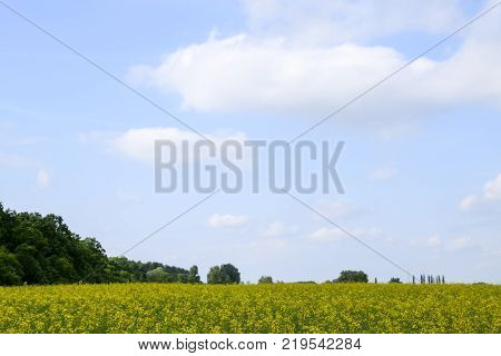 Rapeseed field. Yellow rape flowers, field landscape. Blue sky and rape on the field