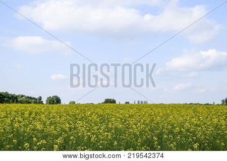 Rapeseed field. Yellow rape flowers, field landscape. Blue sky and rape on the field