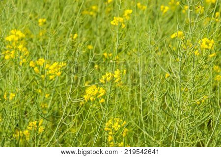 Rapeseed field. Background of rape blossoms. Flowering rape on the field