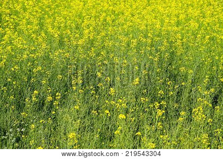 Rapeseed field. Background of rape blossoms. Flowering rape on the field
