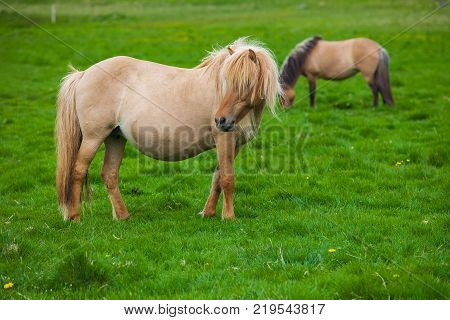 A lovely  Icelandic Horse in afield on sunny day