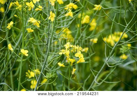 Rape flowers. Macro photo of a flowering canola. Rapeseed field